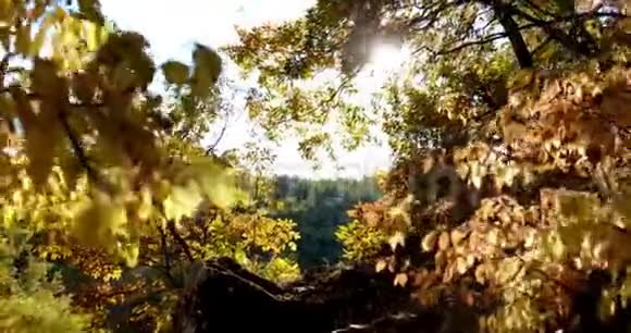 在秋天的森林里远足视频的预览图