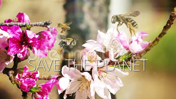 慢动作拯救行星蜜蜂视频的预览图