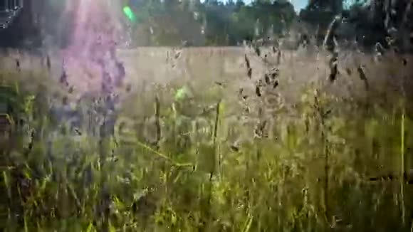 草甸太阳4k幻灯片视频的预览图
