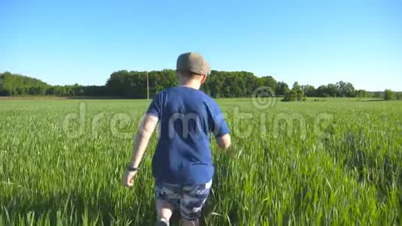 跟着快乐的男孩在阳光明媚的热天用绿色的小麦穿过田野戴帽子慢跑的免费儿童视频的预览图