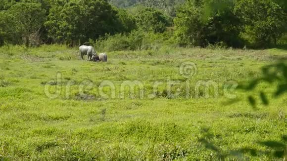 灰色健康的亚洲水牛在牧场上用绿色多汁的草喂养环绕着明亮的树木典型典型视频的预览图
