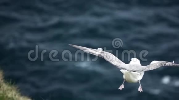 海鸥在海洋上以超慢的速度飞行视频的预览图