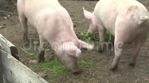 两只猪在一支钢笔里养猪场视频的预览图