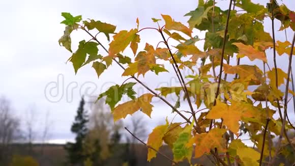 枫树秋天的黄叶在风中摇曳秋季背景视频的预览图