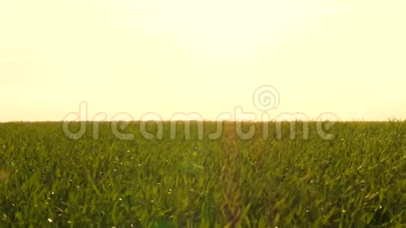 多汁的绿色麦草天边的田野视频的预览图