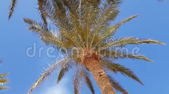 棕榈枝底景视频的预览图