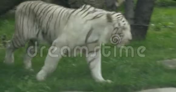一只白色的孟加拉虎视频的预览图