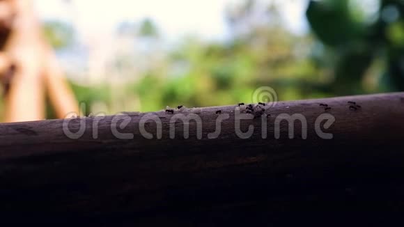 蚂蚁在竹子上爬行蚂蚁收集食物视频的预览图