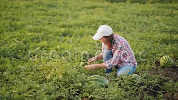 女人在田里检查西瓜作物视频的预览图