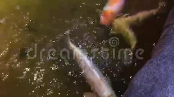 锦鲤鱼的俯视图花鲤鱼正在石边池塘游泳视频的预览图