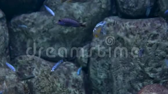 水族馆石头背景一群蓝色的小鱼在游泳视频的预览图