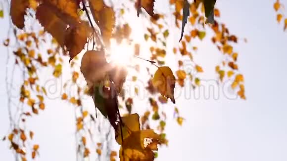 晴天的秋天阳光透过树枝照耀着晴空视频的预览图