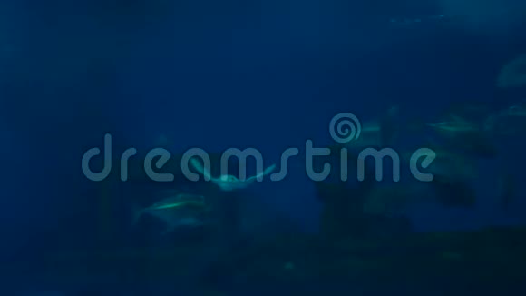4K曼塔雷和大水族馆里的大鱼游泳视频的预览图