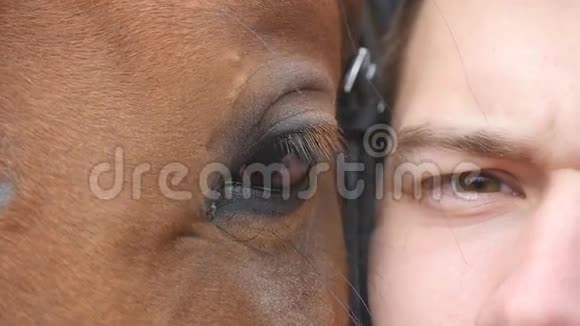 动物和人类的眼睛马和人一起看相机近距离观看一匹美丽的棕色种马的眼睛视频的预览图