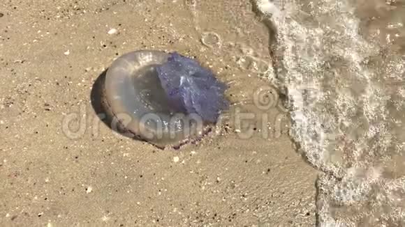 沙上的水母它被海滩上的波浪抛掉了视频的预览图