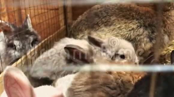 漂亮有趣的小兔子幼崽和他们的妈妈睡在农场的笼子里视频的预览图