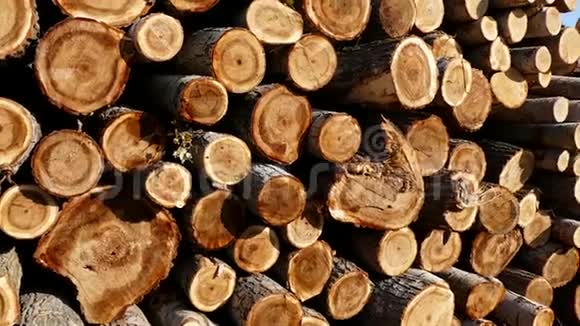 砍杨树砍杨树用于木材木材贸易杨树用于建筑视频的预览图