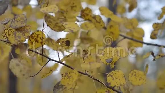 秋天有斑点的山杨树叶在风中飘动闭合视频的预览图
