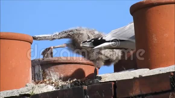 婴儿鸟鸟海鸥海鸥筑巢屋顶屋顶烟囱家庭视频的预览图