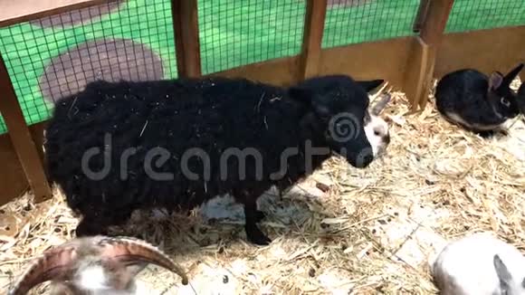 一只大黑羊站在兔子奔跑附近的农场上视频的预览图