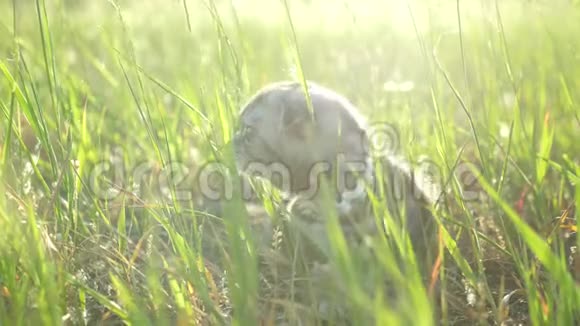 条纹的苏格兰小猫在阳光下的绿草中玩耍一只小猫在街上散步玩耍视频的预览图