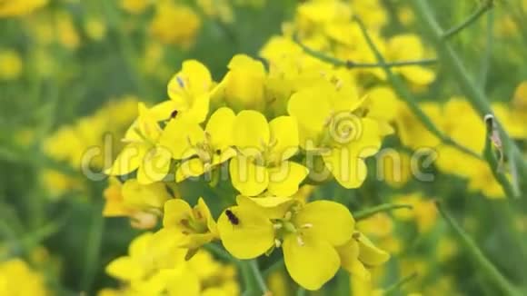 天然绿色背景下的黄芥子花视频的预览图