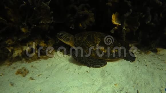 海底的海龟视频的预览图