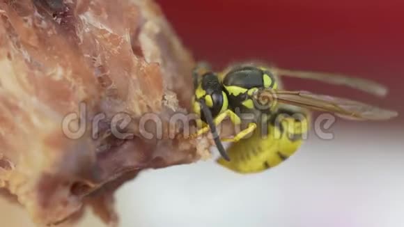 黄蜂吃肉的宏观录像视频的预览图