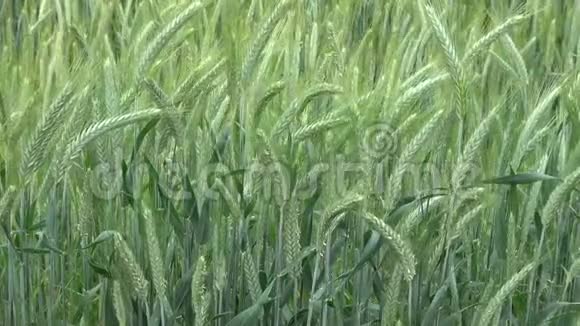 冬天黑麦的绿色耳朵视频的预览图