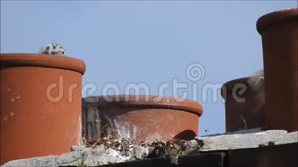 婴儿鸟鸟海鸥海鸥筑巢屋顶屋顶烟囱家庭视频的预览图