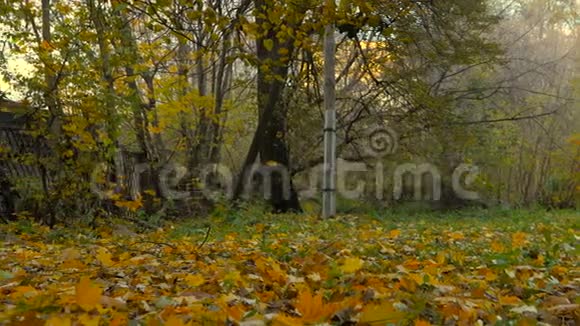秋天的公园黄色的落叶潘式摄像机视频的预览图