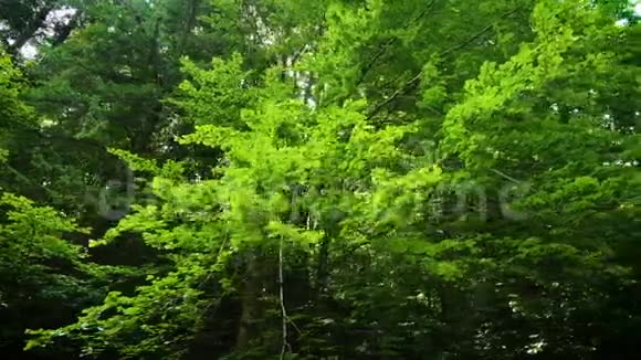 阳光透过树木照耀着树叶视频的预览图