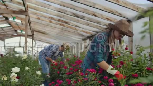 同事们花店和平板电脑一起在玫瑰种植的温室里工作做花支票的小生意视频的预览图