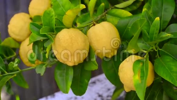 柠檬树和柠檬视频的预览图