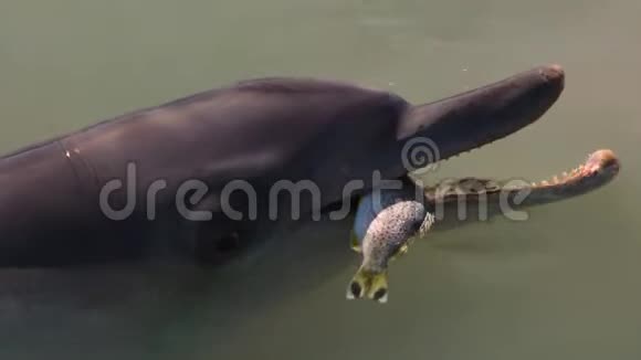 海豚吃鱼视频的预览图