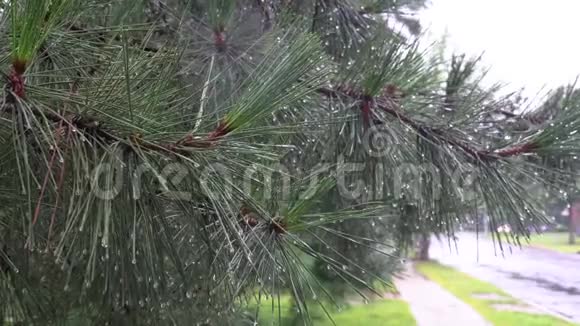 春雨后被小水滴打湿的常绿树枝视频的预览图