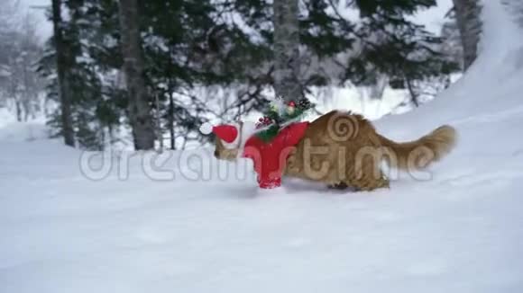傍晚一只穿着圣诞老人制服的红猫背上背着一棵圣诞树赶着去视频的预览图