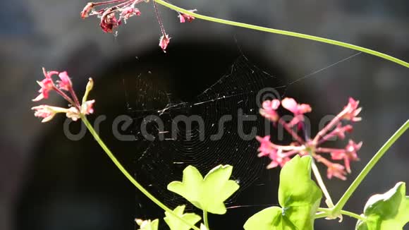 花茎之间的蜘蛛网视频的预览图