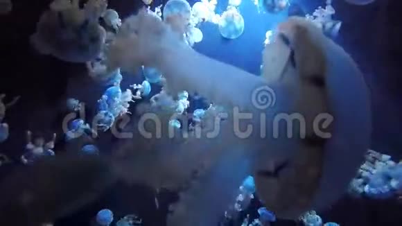 斑点水母视频的预览图
