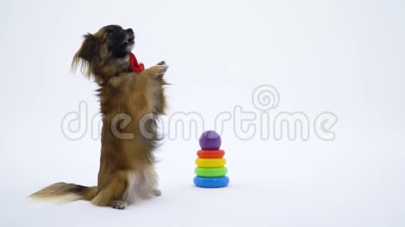 穿着红色领带坐在儿童金字塔附近白色背景上的滑稽狗视频的预览图