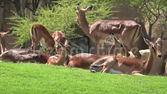 鹿类野生动物家族视频的预览图