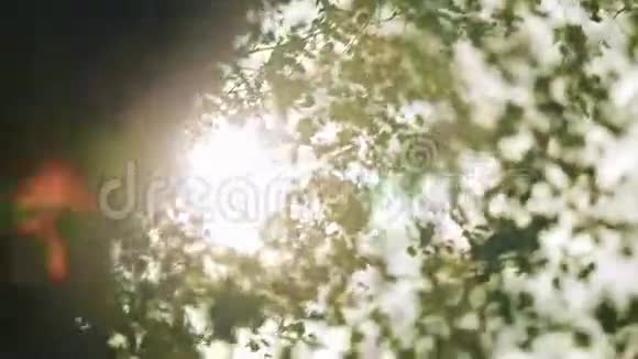太阳阳光透过树叶照耀拍得不错视频的预览图