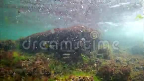 小鱼幼鱼在破浪带的富氧水体中游泳绿藻和红藻生长在石头上生物多样性自然丰富视频的预览图
