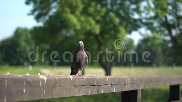 一只鸽子特写镜头拍打翅膀起飞视频的预览图