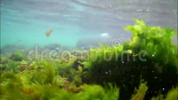 绿藻在石头上流动幼鱼在富氧的水中游动巨浪覆盖海岸线阳光照射视频的预览图