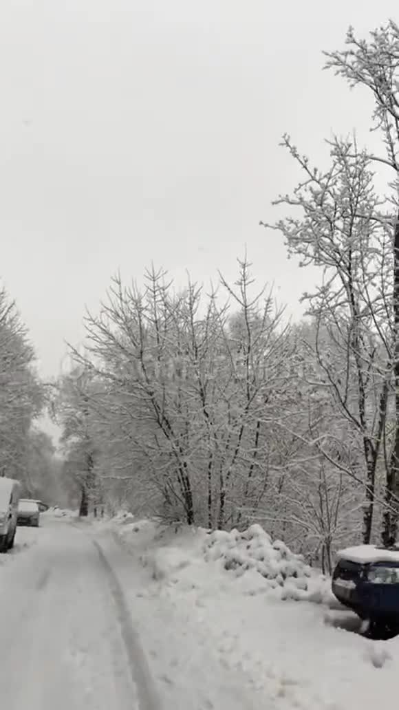 在城市冬天的一天雪下的树木视频的预览图
