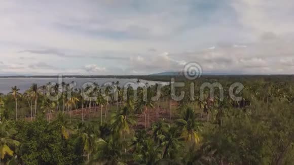 空中电影无人机拍摄棕榈林在海岸美丽的椰子棕榈和大海的顶部景色视频的预览图