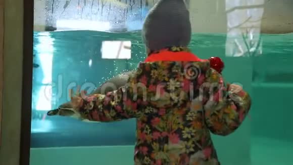 年轻女孩向游泳企鹅挥手视频的预览图