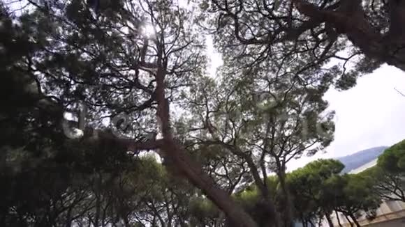 法国埃兹的绿色公园夏季欧洲视频的预览图