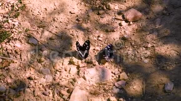 一对白色的海军上将蝴蝶在锡尔河附近的泥土地上视频的预览图
